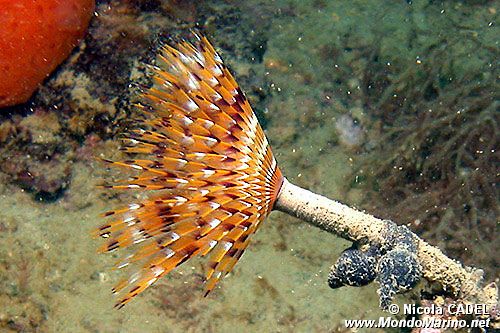 Bispira (Bispira volutacornis)