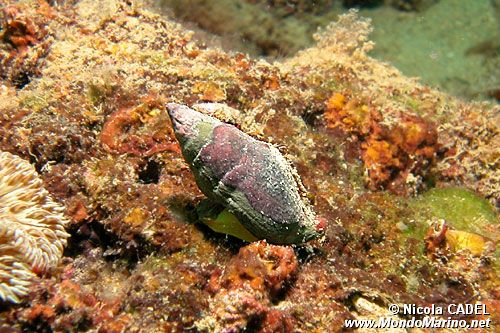 Buccino comune (Buccinulum corneum)
