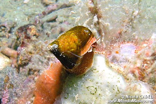 Troco lucente (Calliostoma conulus)