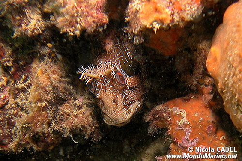 Bavosa ruggine (Parablennius gattorugine)