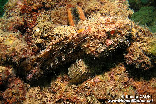 Scorfano rosso (Scorpaena scrofa)
