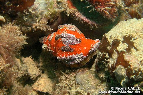 Murice troncato (Hexaplex trunculus)