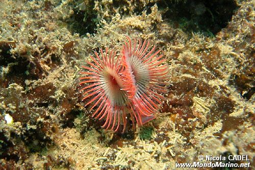 Serpula (Serpula vermicularis)