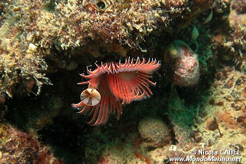 Serpula (Serpula vermicularis)