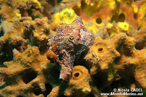 Murice troncato (Hexaplex trunculus)
