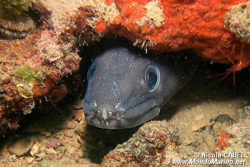 Grongo (Conger conger)