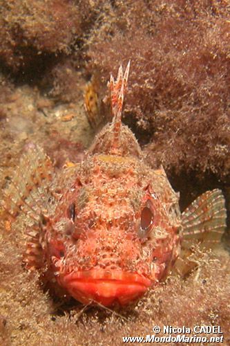 Scorfano (Scorpaena n.d.)