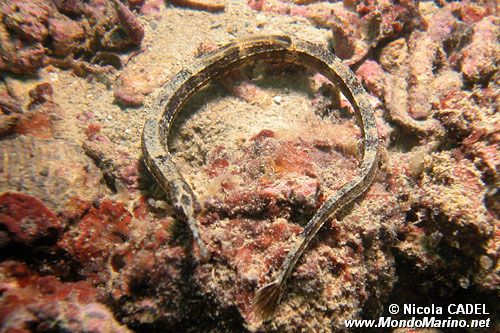 Pesce ago (Sygnathus acus)