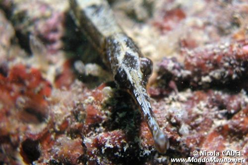 Pesce ago (Sygnathus acus)