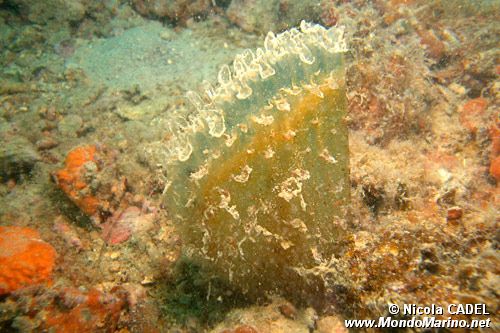 Pinna comune (Pinna nobilis)