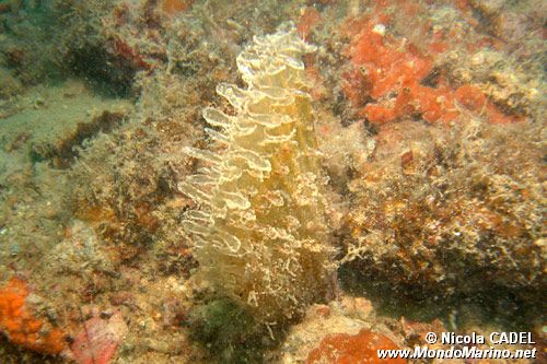 Pinna comune (Pinna nobilis)