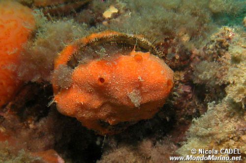 Bivalve (Chlamys sp.)