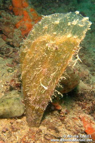 Pinna comune (Pinna nobilis)