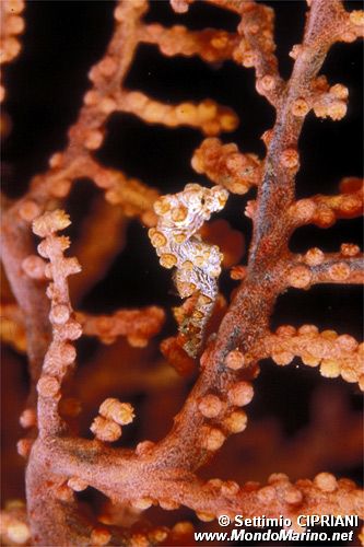 Cavalluccio marino pigmeo (Hippocampus bargibanti)