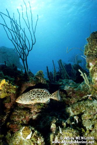 Cernia (Mycteroperca venenosa)