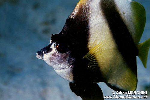 Pesce farfalla virgola (Heniochus intermedius)
