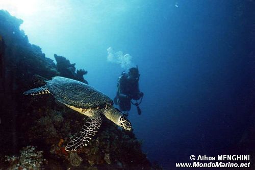 Tartaruga (Eretmochelys imbricata)