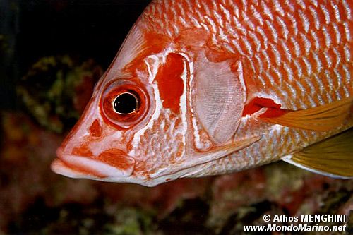 Pesce scoiattolo spinoso (Sargocentron spiniferum)