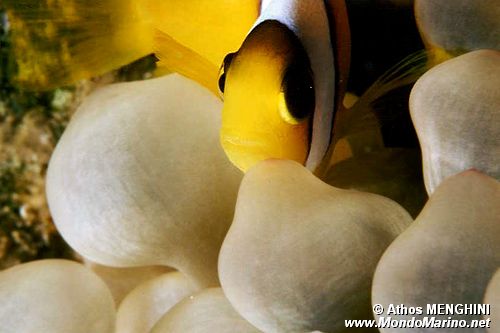 Pesce pagliaccio (Amphiprion bicinctus)