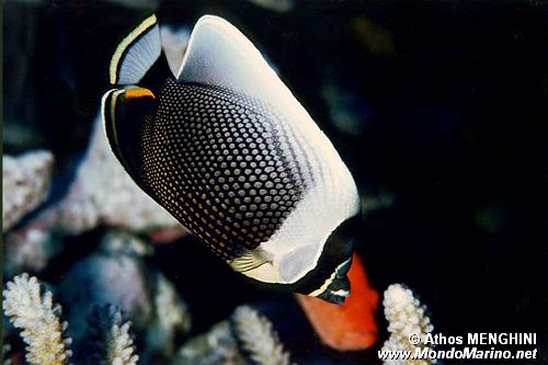 Pesce farfalla reticolato (Chaetodon reticulatus)
