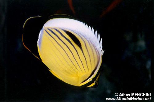 Pesce farfalla austriaco (Chaetodon austriacus)
