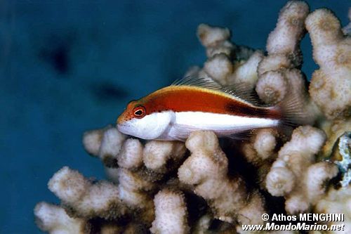 Pesce falco (Paracirrhites forsteri)