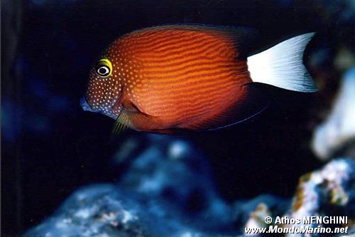 Pesce chirurgo (Ctenochaetus flavicauda)