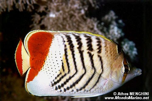 Pesce farfalla coda rossa (Chaetodon paucifasciatus)