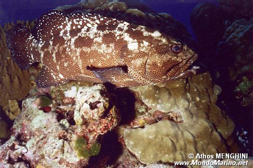 Cernia marmorizzata (Epinephelus polyphekadion)