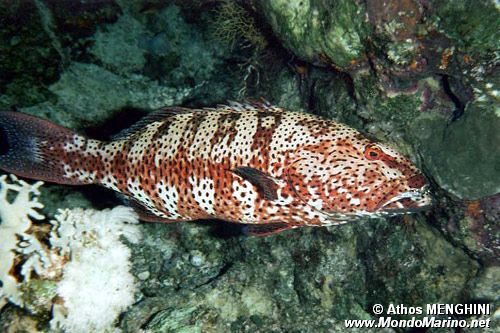 Cernia tropicale maculata (Plectropomus pessuliferus)