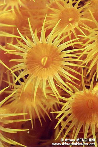 Parazoanthus (Parazoanthus axinellae)