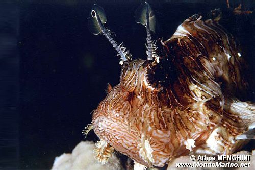 Pesce cobra (Pterois miles)