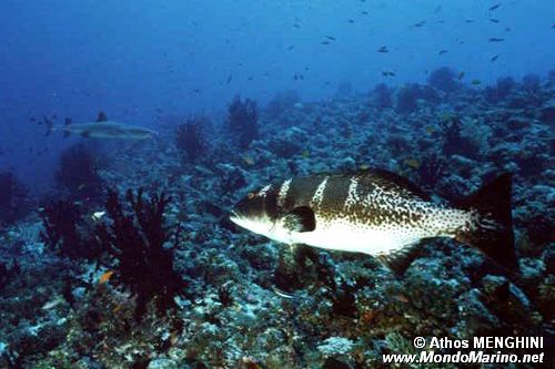 Cernia tropicale (Plectropomus laevis)