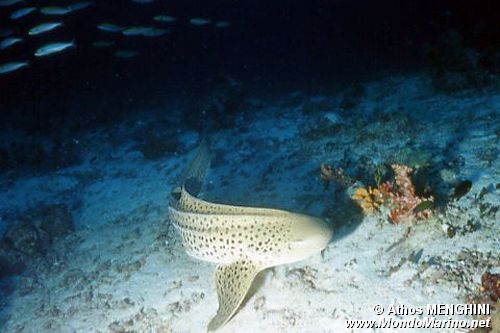 Squalo leopardo (Stegostoma fasciatum)