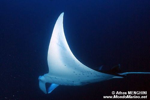 Manta (Manta birostris)