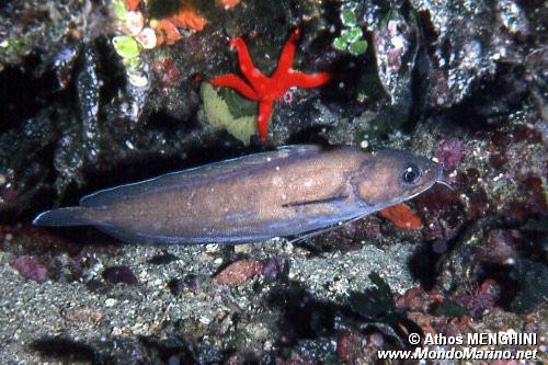 Musdea bianca (Phycis phycis)