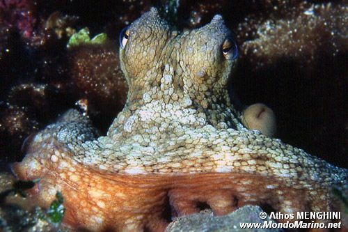Polpo comune (Octopus vulgaris)