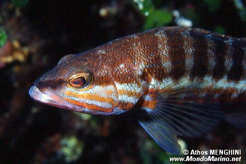 Perchia (Serranus cabrilla)