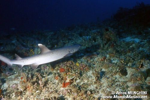Squalo pinna bianca (Triaenodon obesus)
