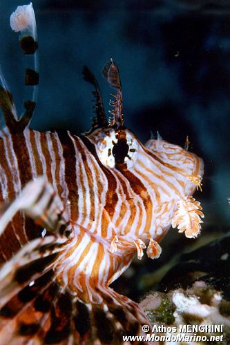 Pesce cobra (Pterois miles)