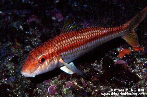 Triglia di scoglio (Mullus surmuletus)