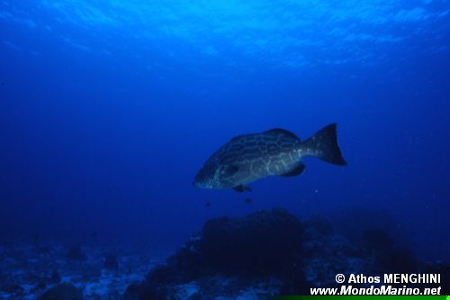 Cernia pelle dura (Dermatolepis dermatolepis)