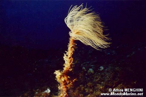 Spirografo (Sabella spallanzanii)