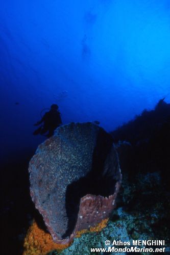 Spugna rossa tropicale (n.d. n.d.)