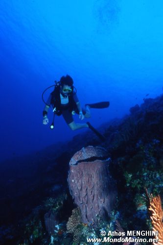 Spugna barile dei Caraibi (Xestospongia muta)