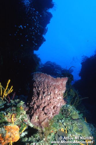 Spugna barile dei Caraibi (Xestospongia muta)