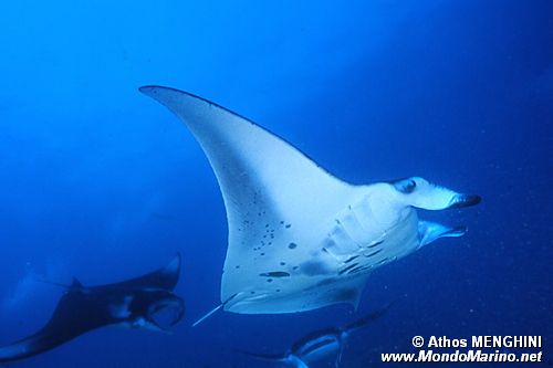 Manta (Manta birostris)