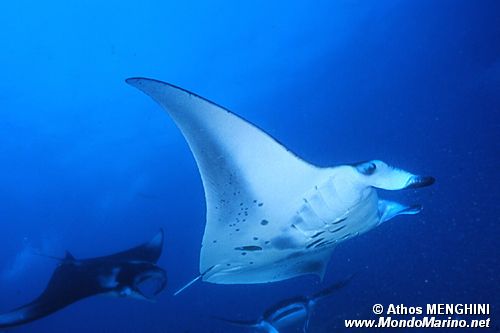 Manta (Manta birostris)