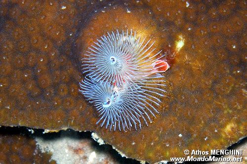 Anellide albero di natale (Spirobranchus giganteus)