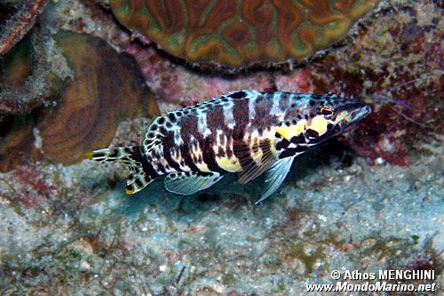 Sciarrano Arlecchino (Serranus tigrinus)
